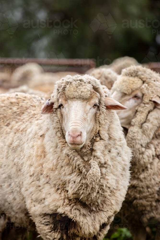 Merino ewe in the yards - Australian Stock Image