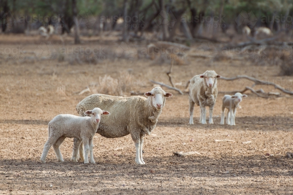 Merino Ewes and Lambs in drought - Australian Stock Image