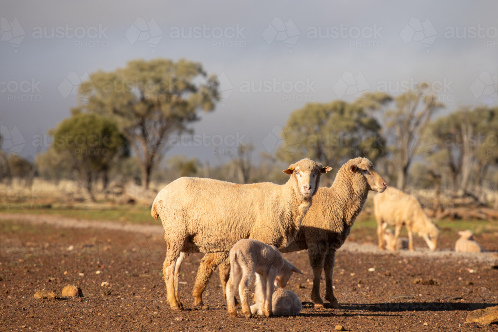 Merino ewes and lambs in front of ewe and lambs eating feed supplement - Australian Stock Image