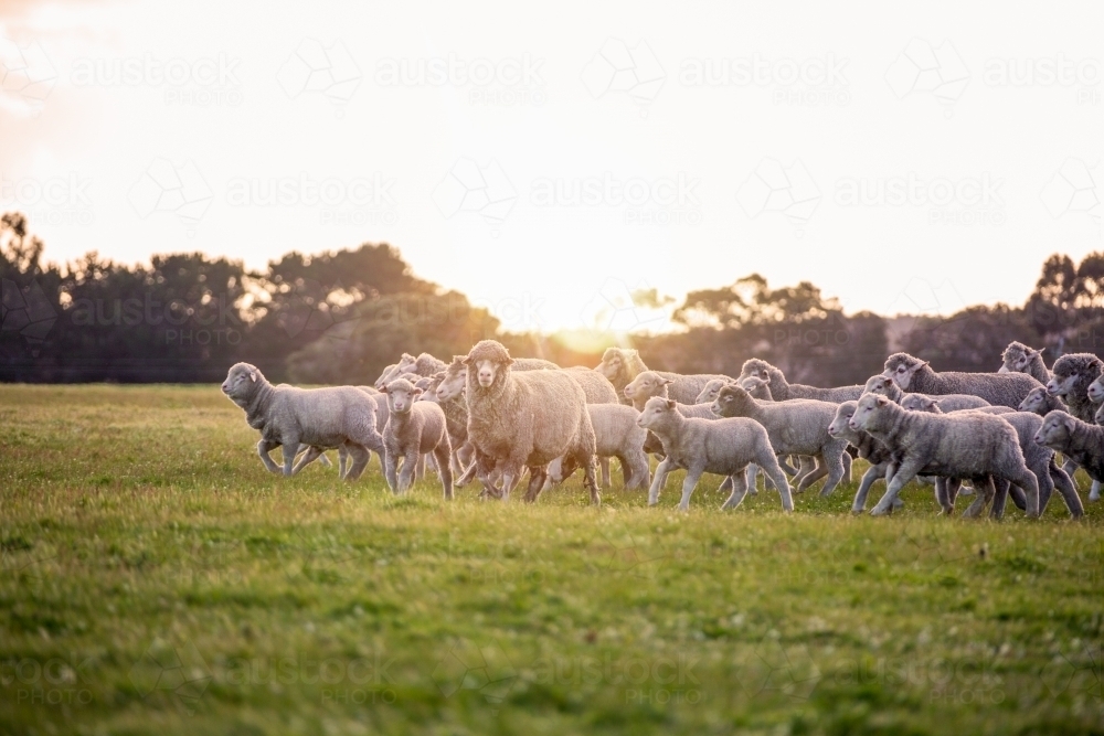 Image Of Merino Ewes And Lambs In Green Pasture Austockphoto