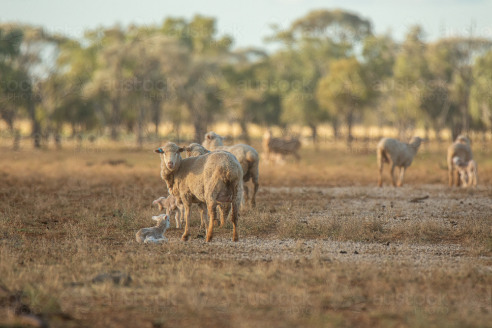 Merino ewes and lambs scattered along cottonseed on the ground - Australian Stock Image