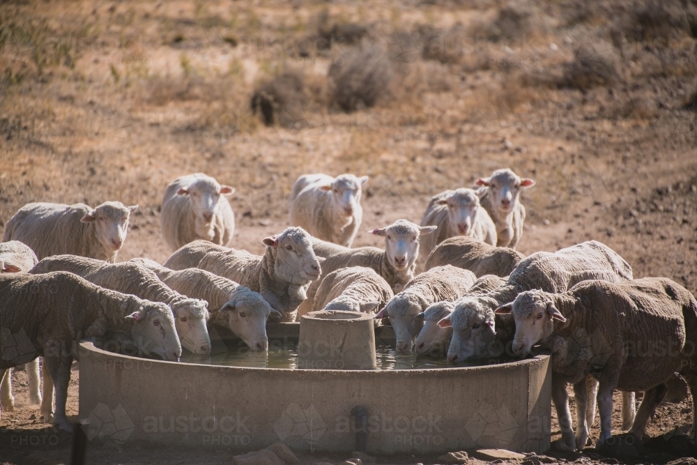 Merino ewes drinking at a trough - Australian Stock Image