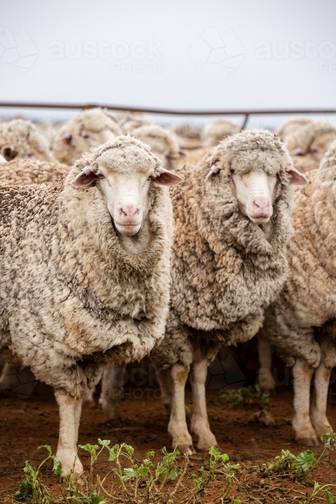 Merino ewes in the yards - Australian Stock Image