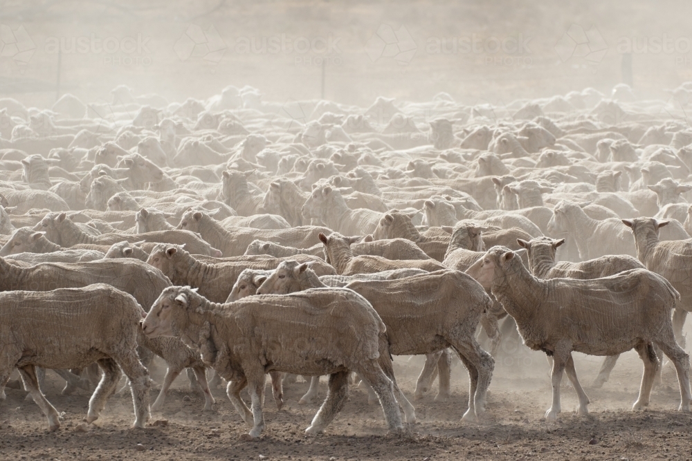 Merino Ewes Walking - Australian Stock Image