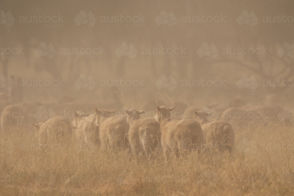 Merino ewes walking away in dry grass, with dust - Australian Stock Image