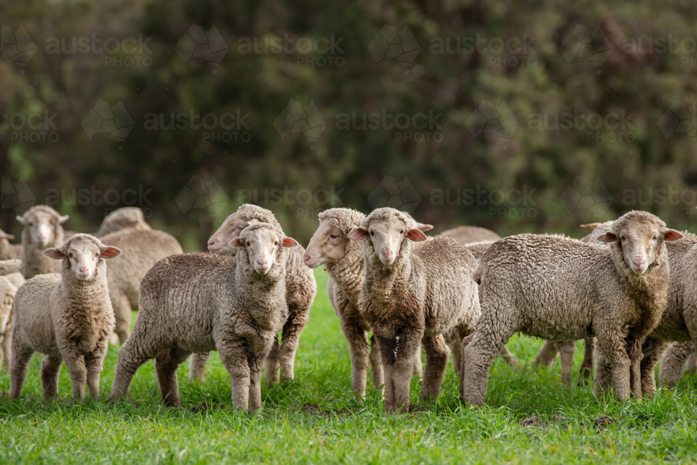 Merino lambs in a green paddock - Australian Stock Image