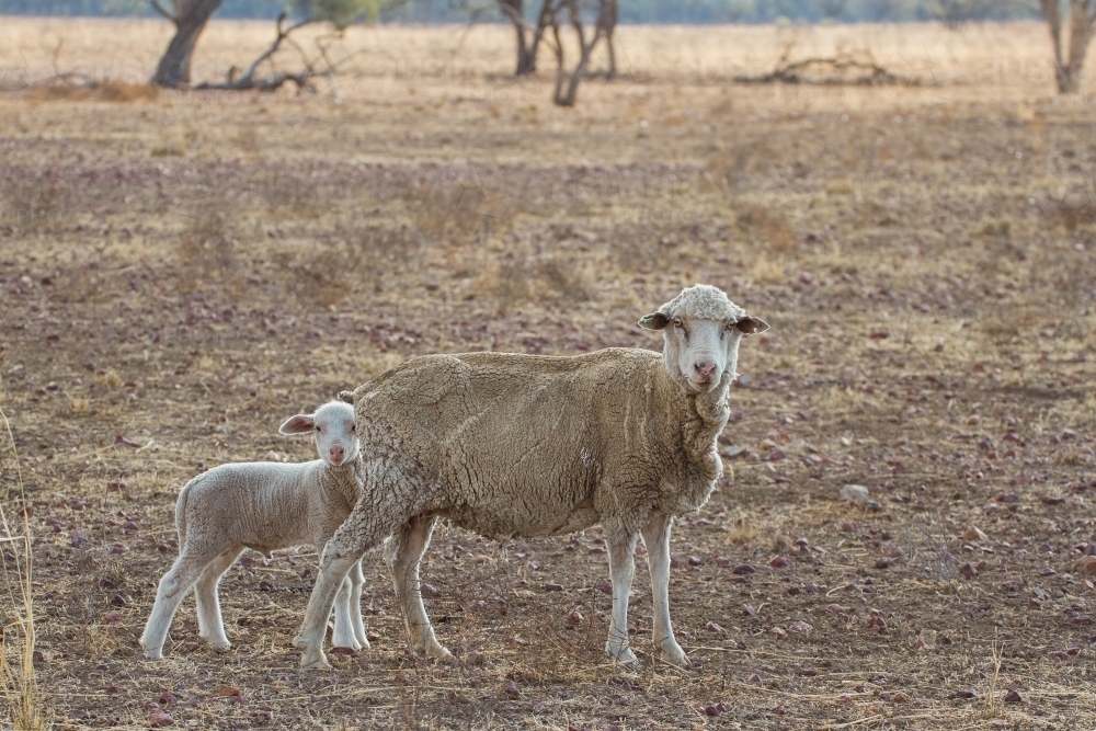 Merino sheep and lamb in drought - Australian Stock Image