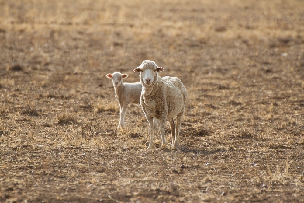 Merino sheep and lamb in dry paddock - Australian Stock Image