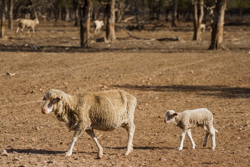 Image Of Merino Sheep And Lamb With Sheep In Background Austockphoto
