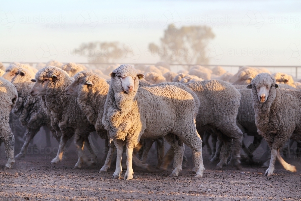 Merino sheep at first light - Australian Stock Image