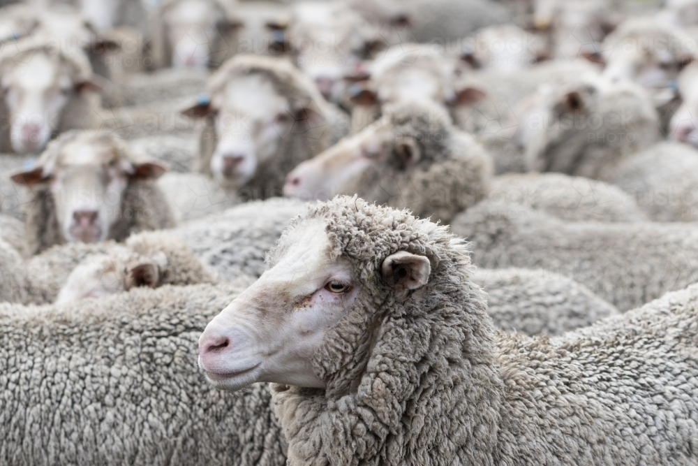 Merino sheep crowded in a pen - Australian Stock Image