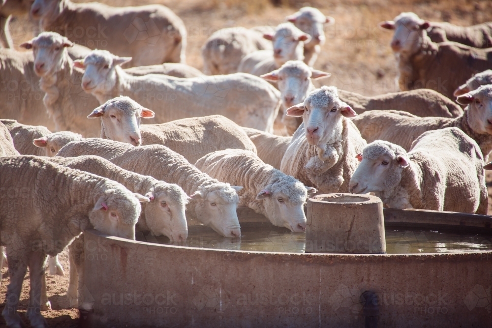 Merino sheep drinking at a trough - Australian Stock Image
