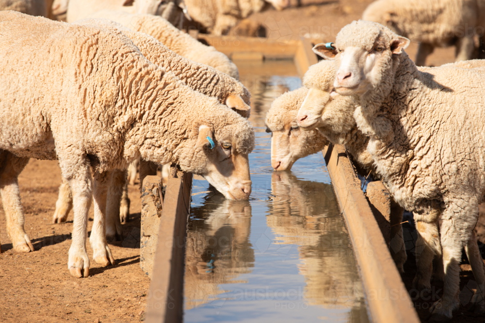 Merino sheep drinking water from a long cement trough - Australian Stock Image