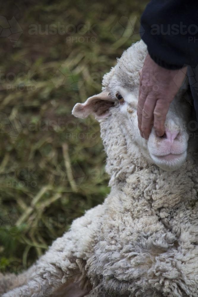 Merino sheep (ewe) and stockman's hand - Australian Stock Image