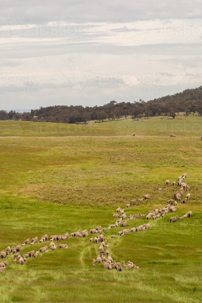 Merino sheep follow each other across a grassy paddock - Australian Stock Image