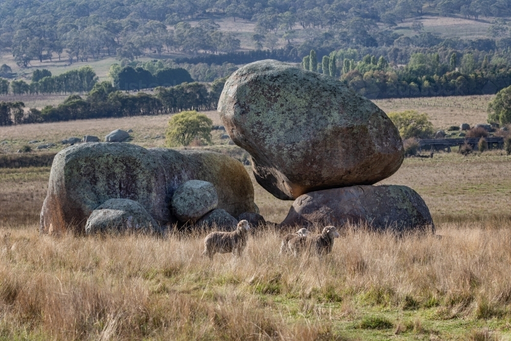 Merino sheep grazing in countryside with large granite boulders & trees - Australian Stock Image