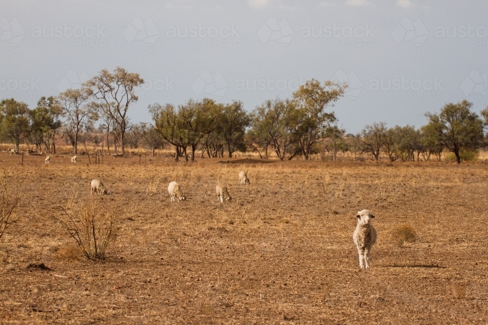 Merino sheep grazing in paddock - Australian Stock Image