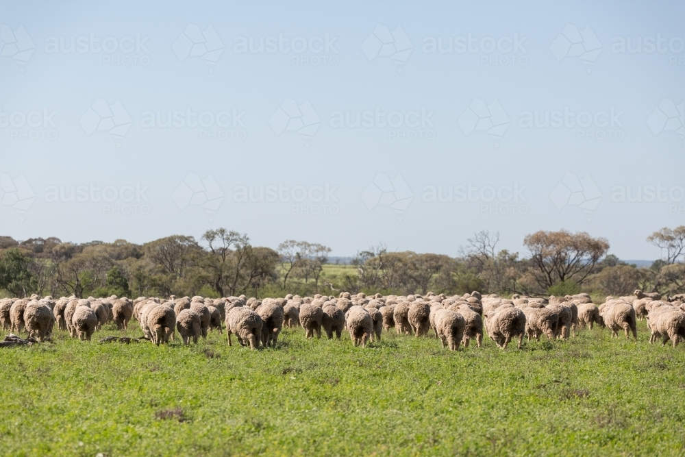 Merino sheep grazing on a grass field - Australian Stock Image