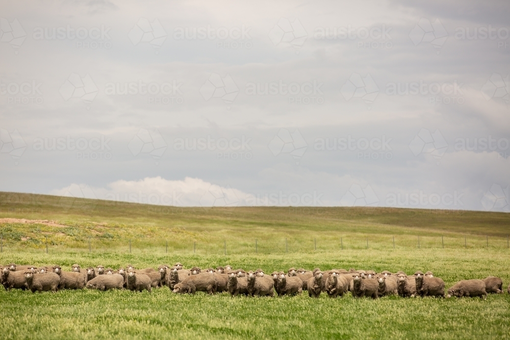 Merino sheep in a grassy paddock - Australian Stock Image