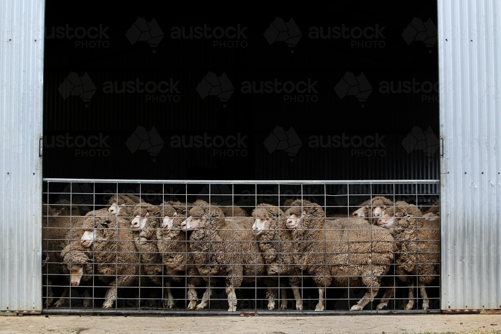 Merino sheep in a shed - Australian Stock Image