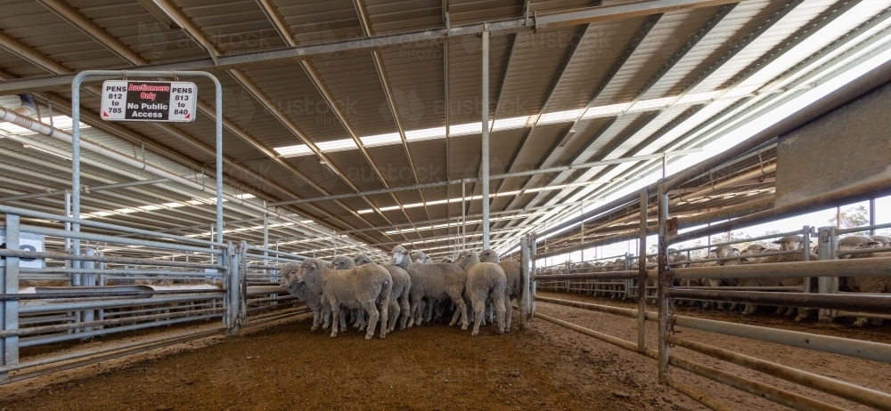 Merino sheep in covered sale yards - Australian Stock Image