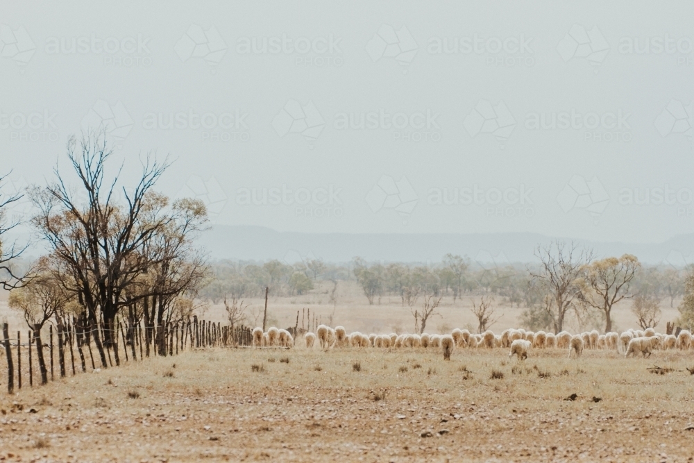 Merino sheep in dry fenced paddock - Australian Stock Image