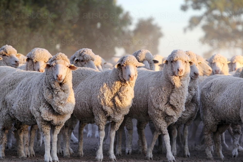 Merino sheep in early morning light - Australian Stock Image