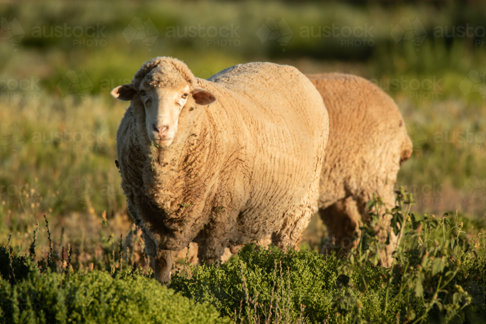 Merino sheep in native pasture - Australian Stock Image