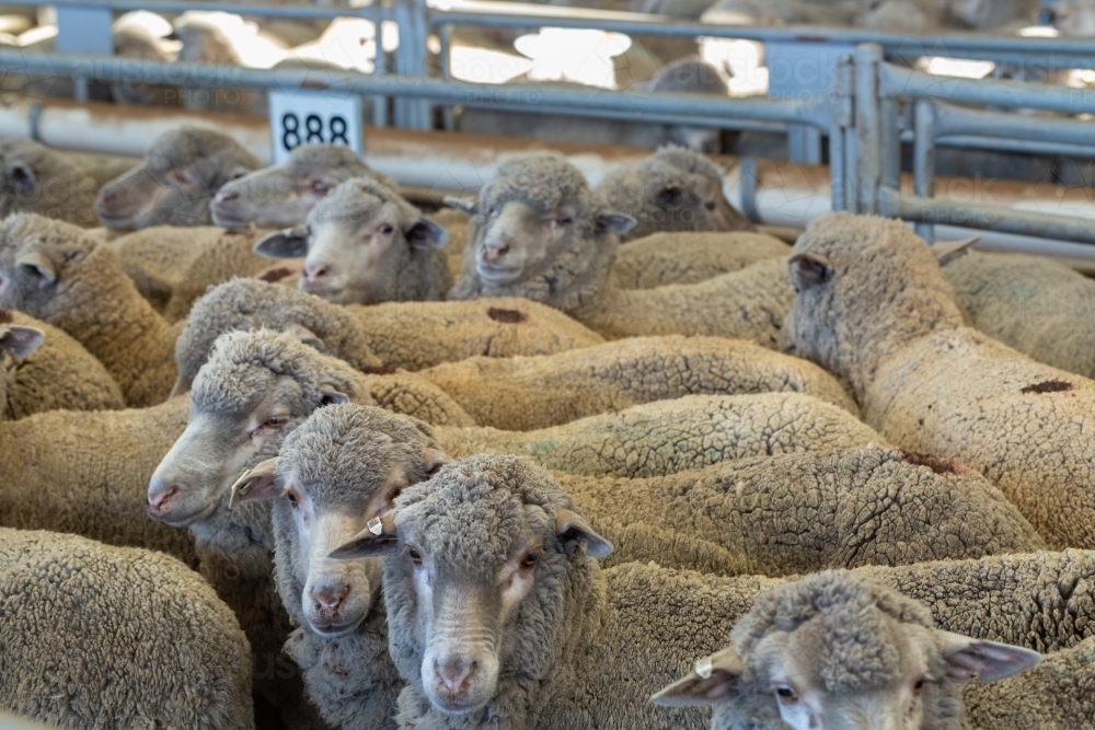Merino sheep in sale yards - Australian Stock Image
