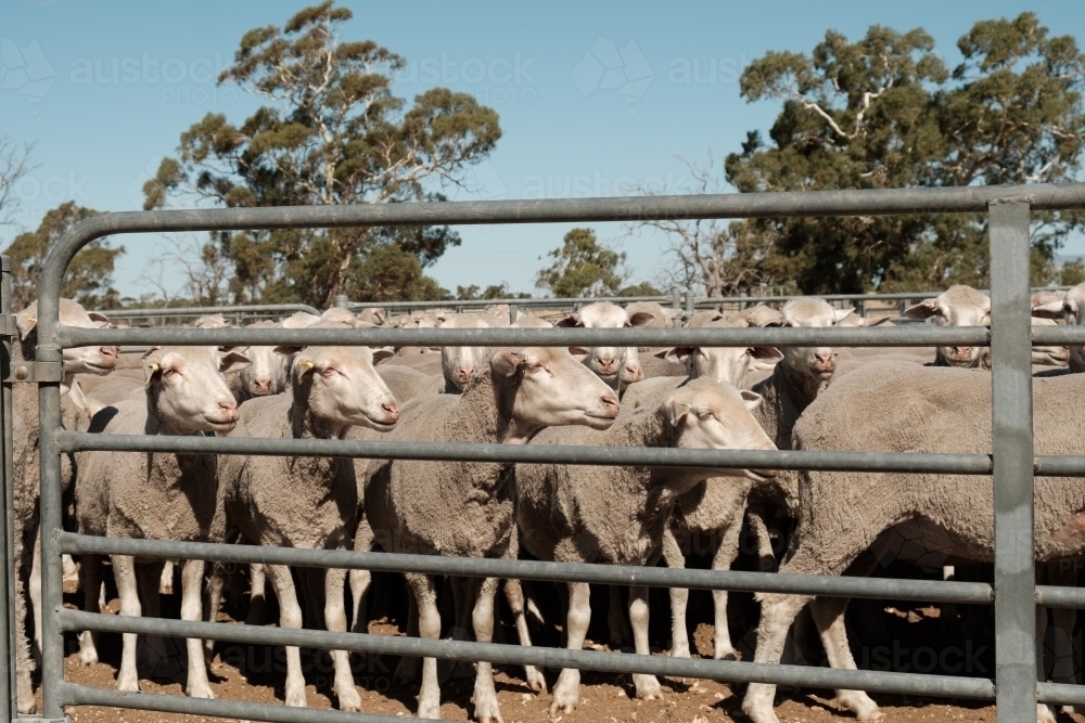 Merino Sheep in sheep yards - Australian Stock Image
