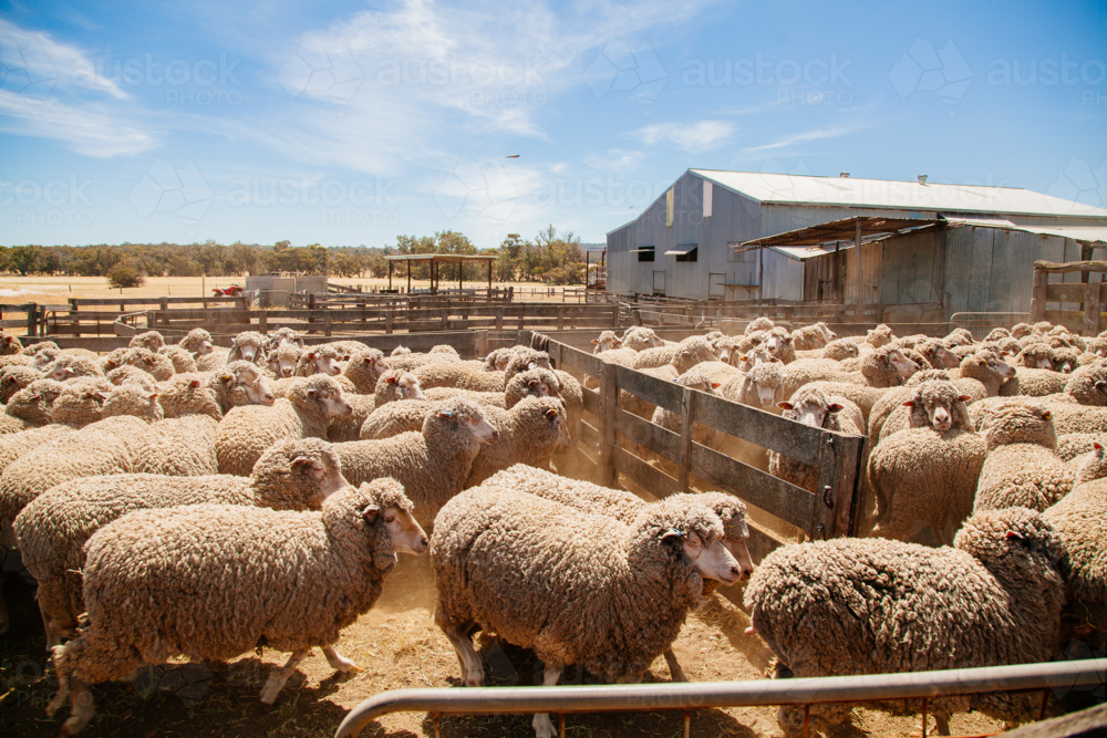 Merino sheep in yards - Australian Stock Image
