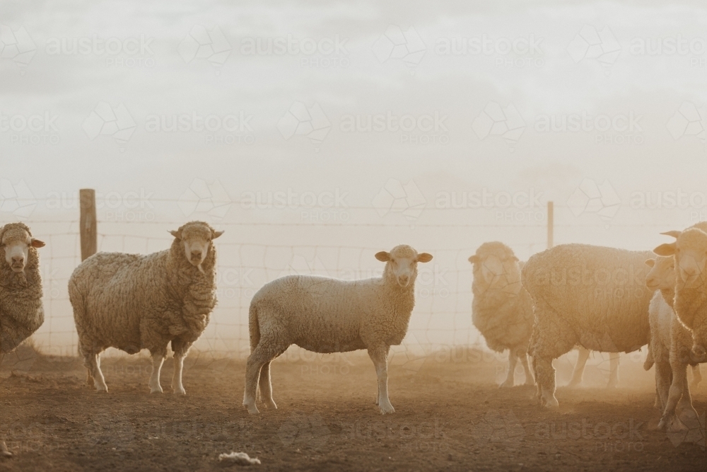 Merino sheep looking straight ahead - Australian Stock Image