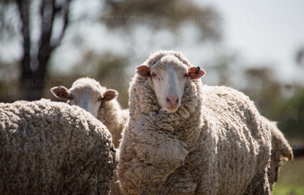 Merino sheep looking towards the camera on sheep farm - Australian Stock Image