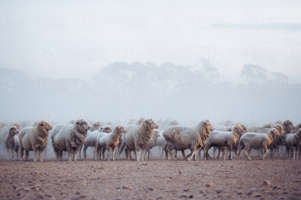 Merino sheep mob in rocky yard - Australian Stock Image
