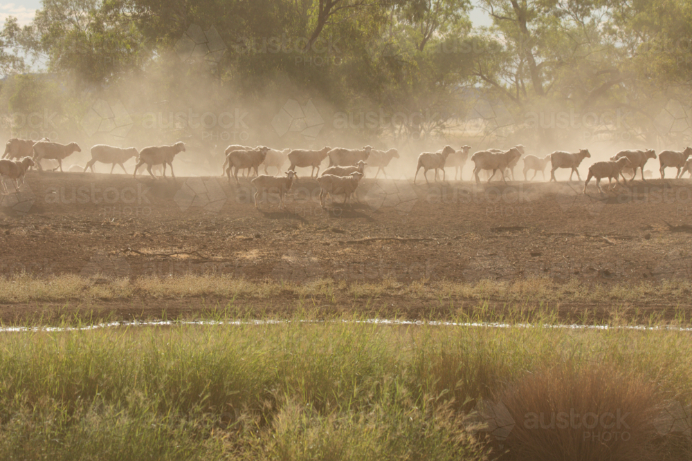 Merino sheep on a dam bank with some dust - Australian Stock Image