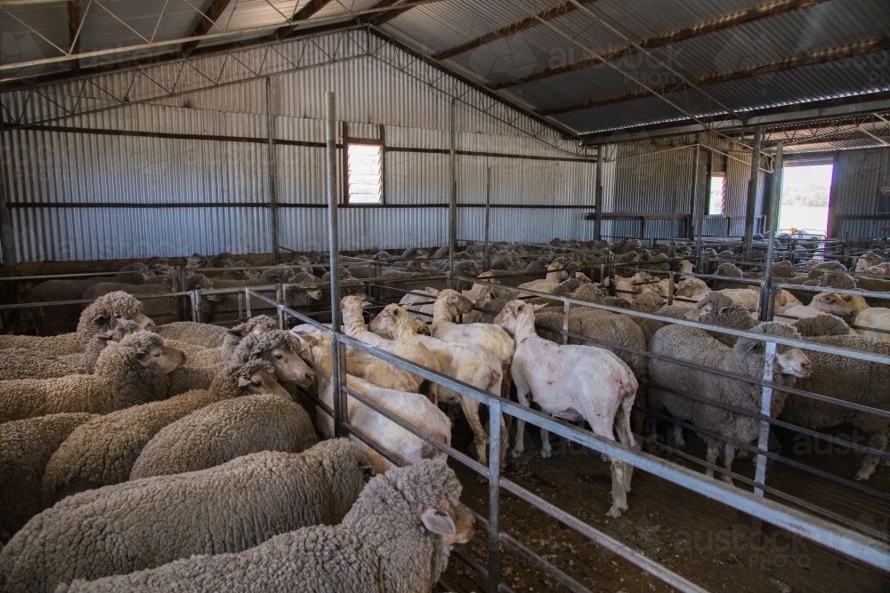 merino sheep penned up inside a shearing shed - Australian Stock Image