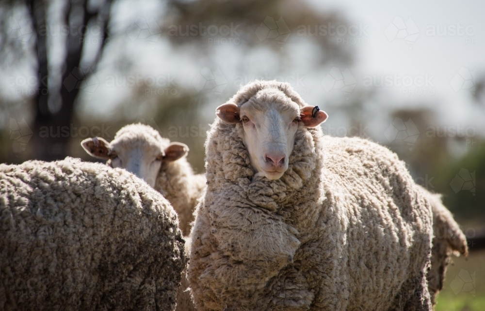 Merino sheep standing on the farm field under the sun - Australian Stock Image
