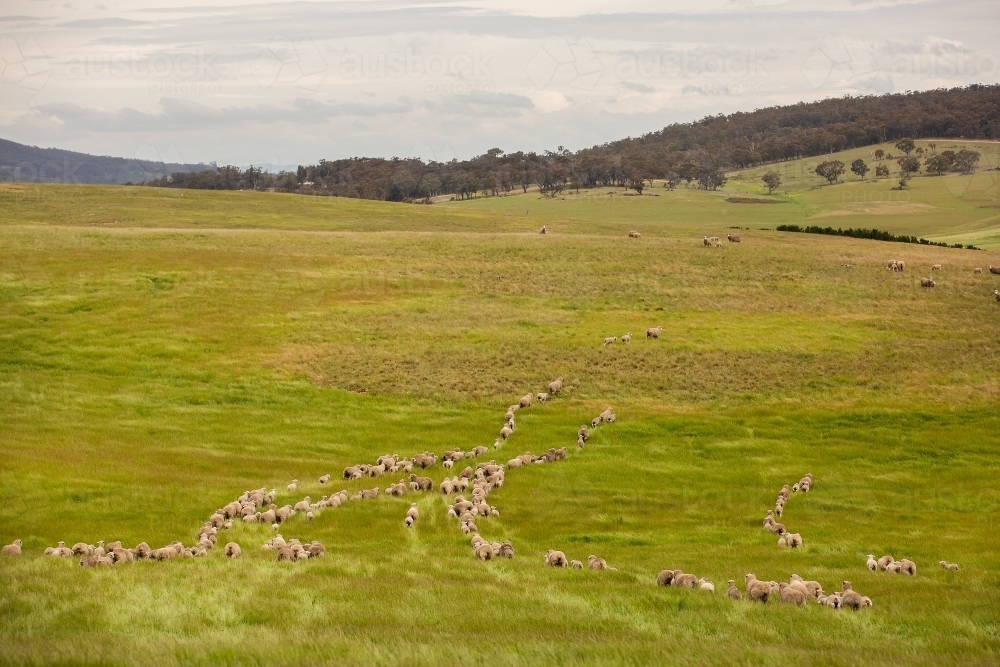Merino sheep walk across a paddock - Australian Stock Image
