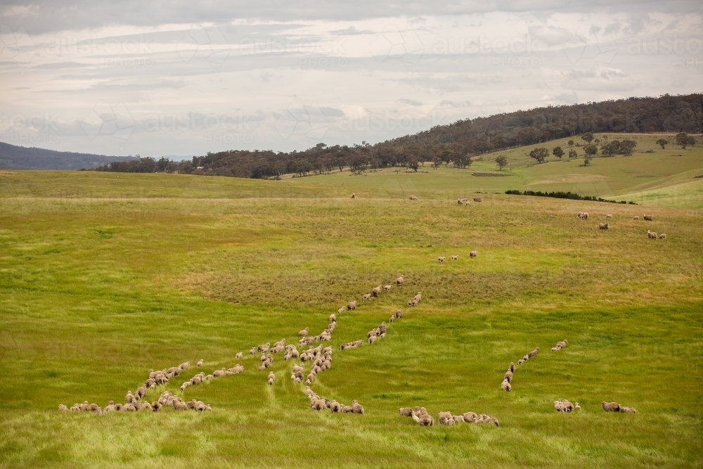Merino sheep walking across a grassy paddock - Australian Stock Image
