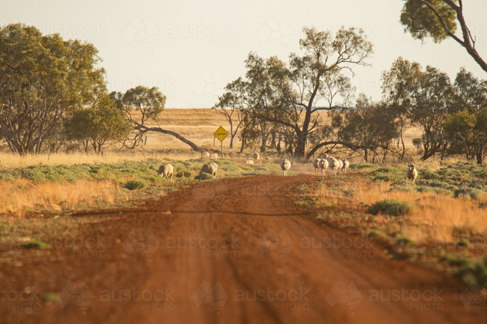 Merino sheep walking along a dirt road - Australian Stock Image