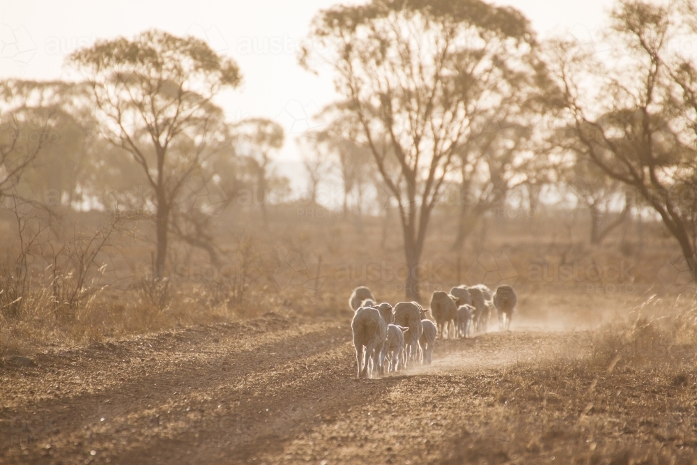Merino sheep walking along a road - Australian Stock Image