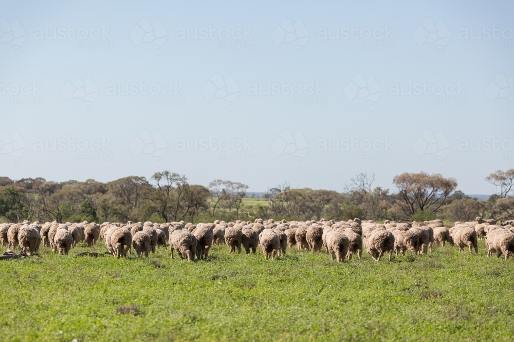 Merino sheep walking away from the camera - Australian Stock Image