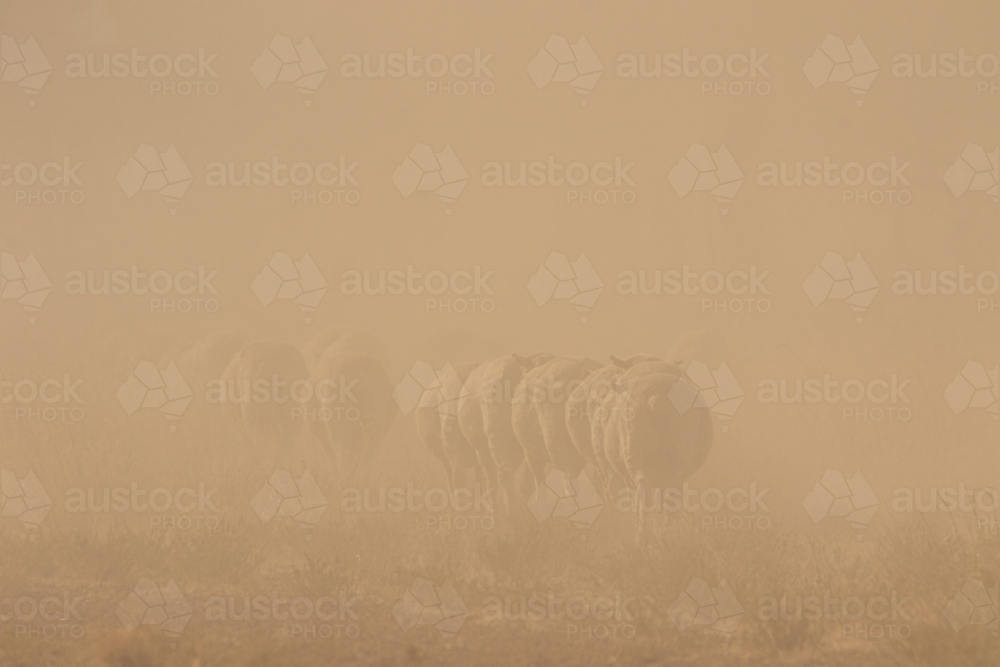 Merino sheep walking away in dust - Australian Stock Image