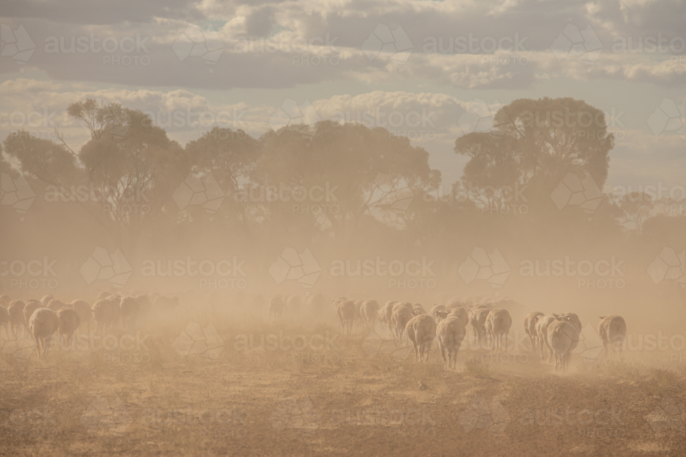 Merino sheep walking away in native pasture - Australian Stock Image