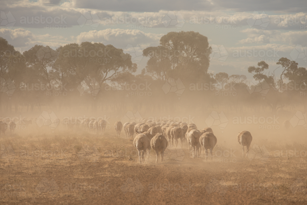 Merino sheep walking away in native pasture, raising dust - Australian Stock Image