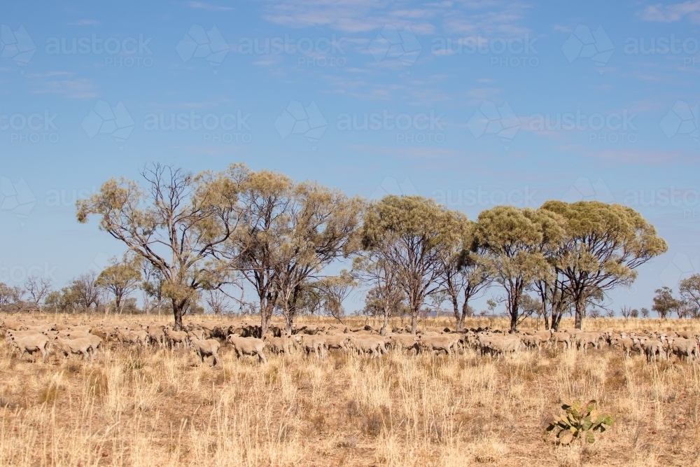 Merino sheep walking in dry paddock - Australian Stock Image