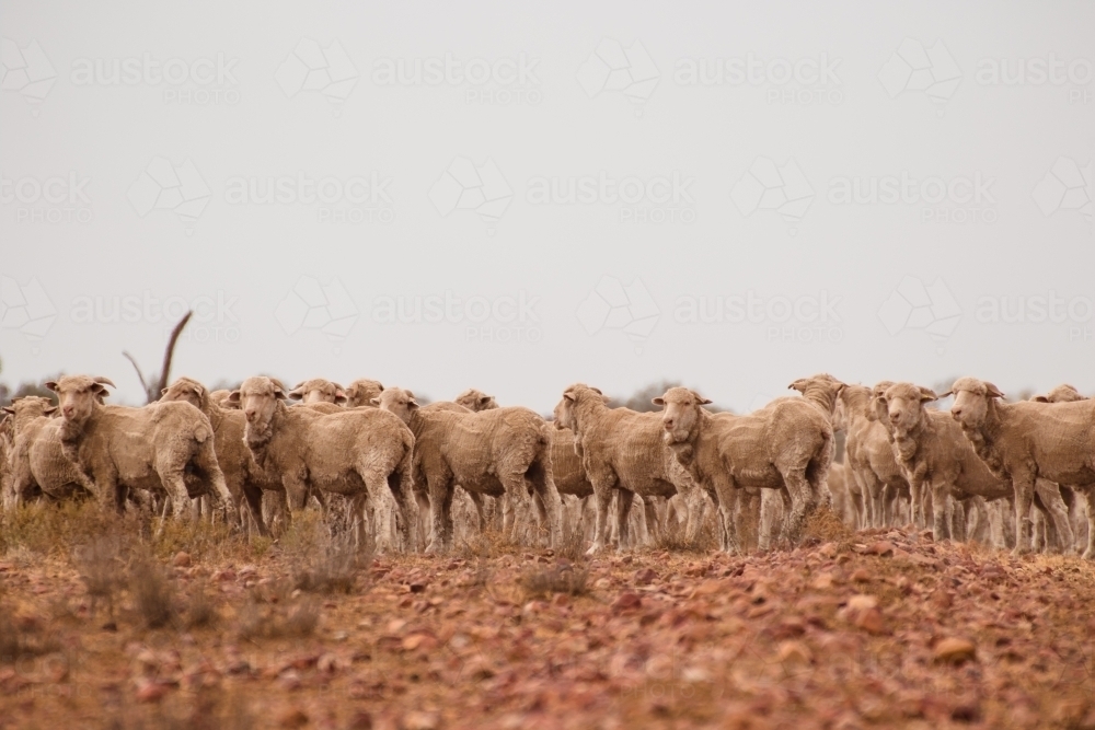 Merino sheep walking in dry paddock - Australian Stock Image