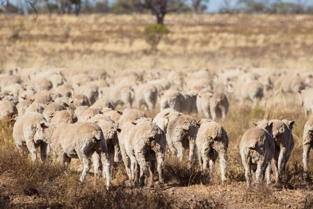 Merino sheep walking in dry paddock - Australian Stock Image