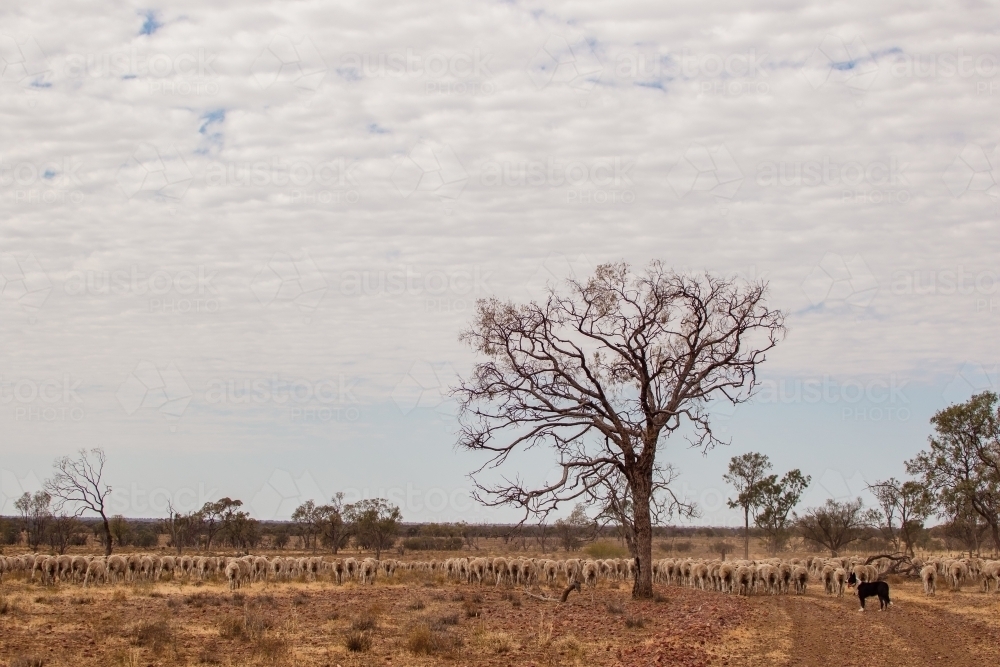 Merino sheep walking in dry paddock - Australian Stock Image