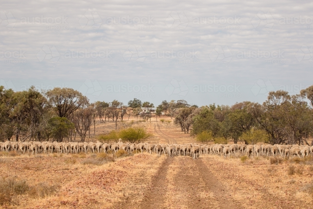 Merino sheep walking in dry paddock - Australian Stock Image
